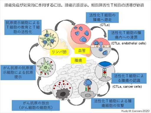 XCh摜