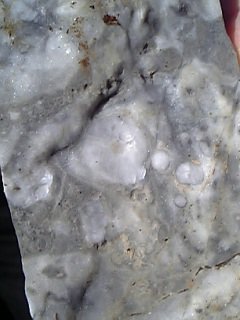 ウミユリ化石か？